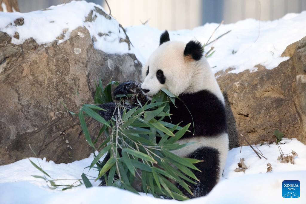 Giant pandas Bao Li and Qing Bao seen at Washington zoo