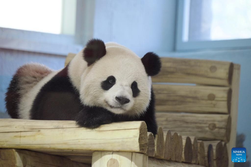 Giant pandas Bao Li and Qing Bao seen at Washington zoo